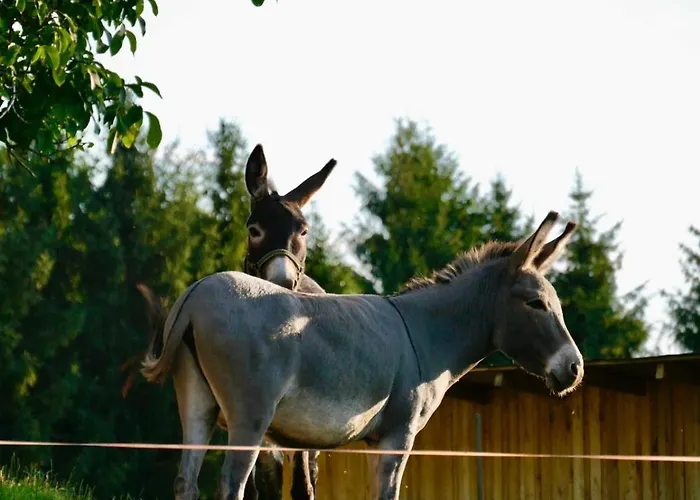 Winzerei Schober * Grubberg